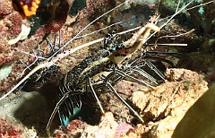 Raja Ampat 2016 - Panulirus versicolor - Painted spiny lobster - Langouste multicolore - IMG_4650_rc